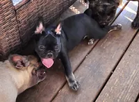 Tango  (Black Tan Point), a male French Bulldog for sale in Pensacola, FL – 6 of 9