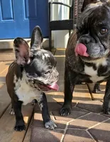 RIP!, a male French Bulldog for sale in Pensacola, FL – 3 of 3
