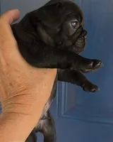 COWBOY, a male French Bulldog for sale in Pensacola, FL – 2 of 7