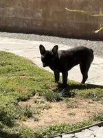 Tank, a male French Bulldog for sale in Corona, CA – 7 of 7