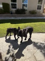Tank, a male French Bulldog for sale in Corona, CA – 6 of 7