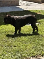 Tank, a male French Bulldog for sale in Corona, CA – 5 of 7