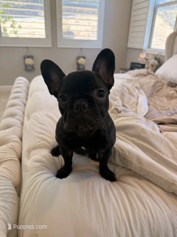 Tank – French Bulldog puppy for sale in Corona, CA