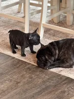 Karen, a female French Bulldog for sale in Corona, CA – Photo 3 of 6