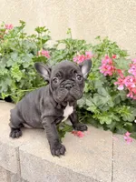 Karen, a female French Bulldog for sale in Corona, CA – Photo 2 of 6