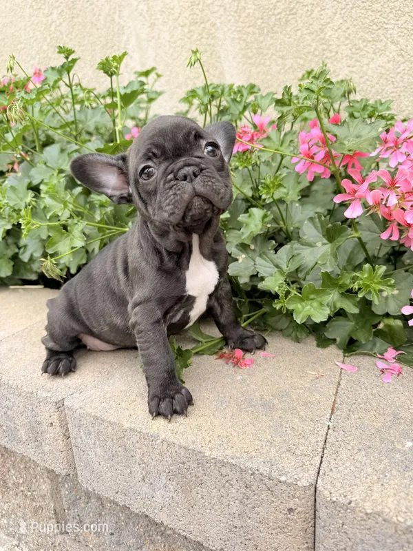 Karen – French Bulldog puppy for sale in Corona, CA