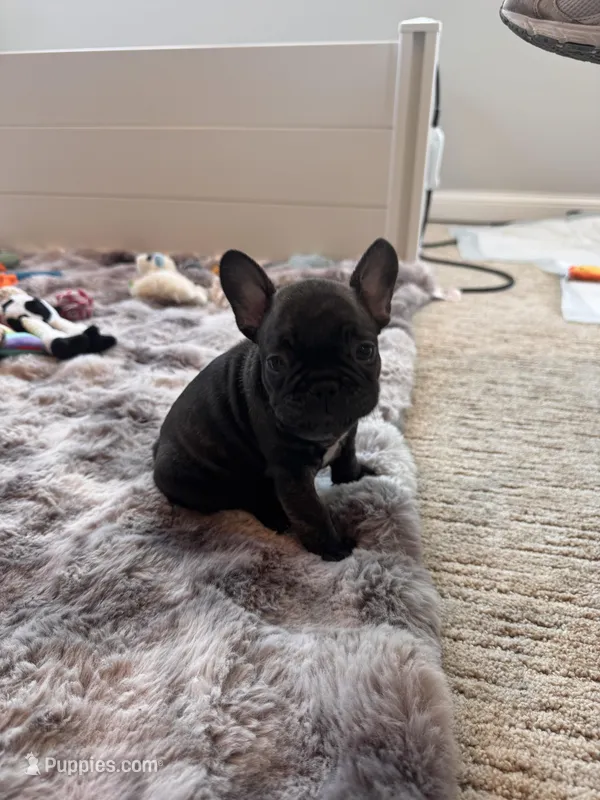 Karen – French Bulldog puppy for sale in Corona, CA
