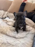 Karen, a female French Bulldog for sale in Corona, CA – Photo 5 of 6