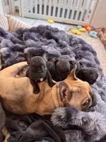 Karen, a female French Bulldog for sale in Corona, CA – Photo 6 of 6