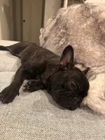 Tank, a male French Bulldog for sale in Corona, CA – 2 of 7