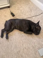 Tank, a male French Bulldog for sale in Corona, CA – 4 of 7