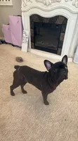Tank, a male French Bulldog for sale in Corona, CA – 3 of 7