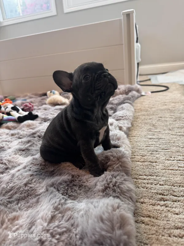 Tabitha – French Bulldog puppy for sale in Corona, CA