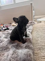 Tabitha, a female French Bulldog for sale in Corona, CA – Photo 6 of 7