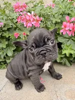 Tabitha, a female French Bulldog for sale in Corona, CA – Photo 2 of 7