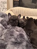 Tabitha, a female French Bulldog for sale in Corona, CA – Photo 7 of 7