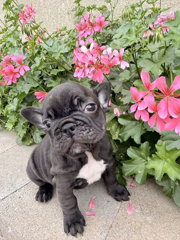 Tabitha – French Bulldog puppy for sale in Corona, CA