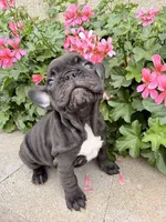 Tabitha, a female French Bulldog for sale in Corona, CA – Photo 4 of 7