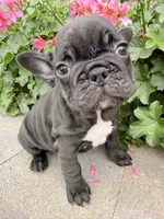 Tabitha, a female French Bulldog for sale in Corona, CA – Photo 3 of 7
