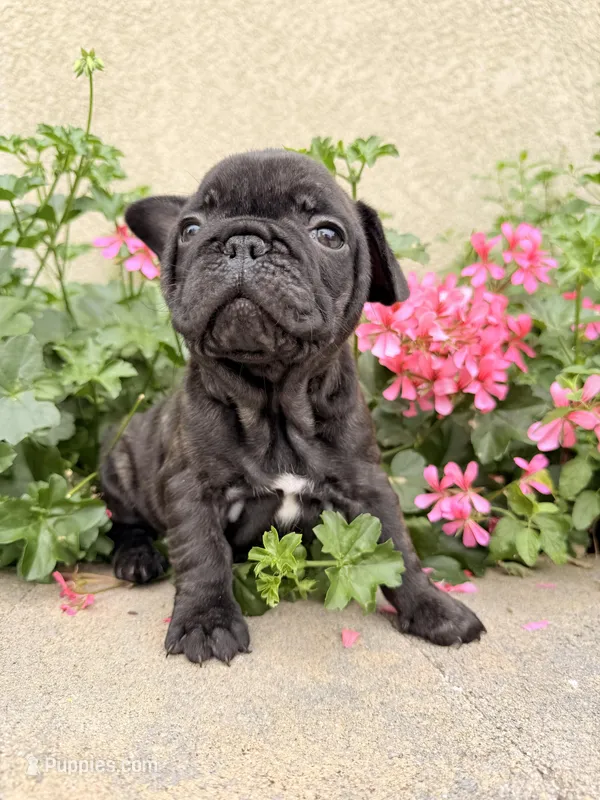 Tank – French Bulldog puppy for sale in Corona, CA