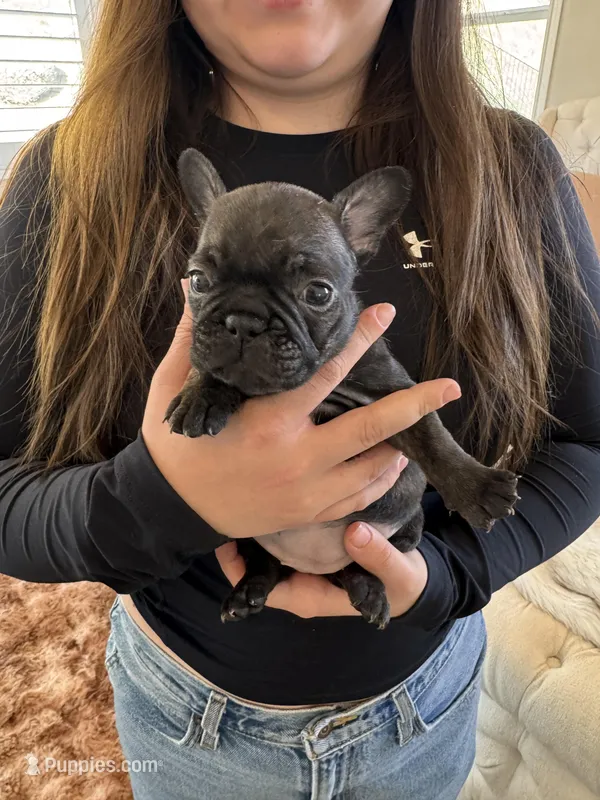 Tank – French Bulldog puppy for sale in Corona, CA