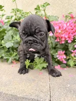 Tank, a male French Bulldog for sale in Corona, CA – Photo 3 of 7