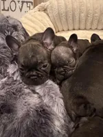 Tank, a male French Bulldog for sale in Corona, CA – Photo 6 of 7