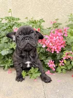 Tank, a male French Bulldog for sale in Corona, CA – Photo 2 of 7