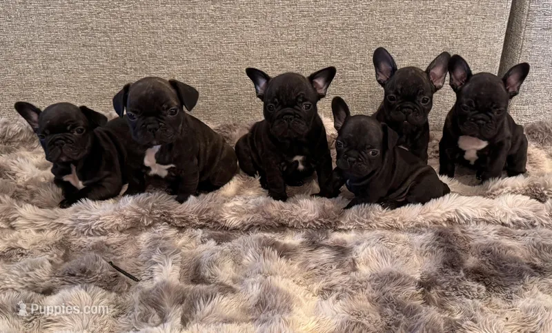 Charlie – French Bulldog puppy for sale in Corona, CA
