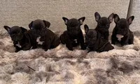 Charlie, a male French Bulldog for sale in Corona, CA – Photo 6 of 8