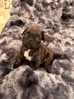 Charlie, a male French Bulldog for sale in Corona, CA – Photo 7 of 8