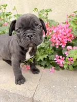 Charlie, a male French Bulldog for sale in Corona, CA – Photo 4 of 8