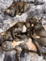 Charlie, a male French Bulldog for sale in Corona, CA – Photo 8 of 8