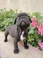 Charlie, a male French Bulldog for sale in Corona, CA – Photo 3 of 8