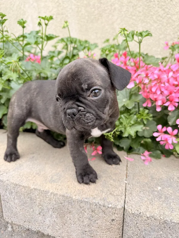 Charlie – French Bulldog puppy for sale in Corona, CA