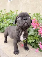 Charlie, a male French Bulldog for sale in Corona, CA – Photo 5 of 8