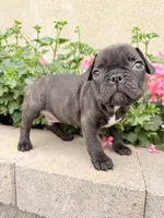 Charlie, a male French Bulldog for sale in Corona, CA – Photo 2 of 8