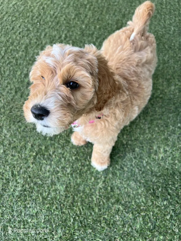 Aspen – Goldendoodle puppy for sale in Charlotte, NC