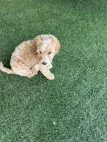 Aspen, a female Goldendoodle for sale in Charlotte, NC – Photo 2 of 2