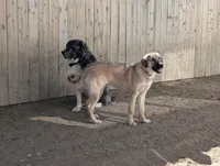 Anatolian/Pyrenees, a female Anatolian Shepherd Dog and Great Pyrenees for sale in Pueblo, CO – 5 of 5