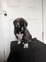 Anatolian/Pyrenees , a female Anatolian Shepherd Dog and Great Pyrenees for sale in Pueblo, CO – 4 of 6