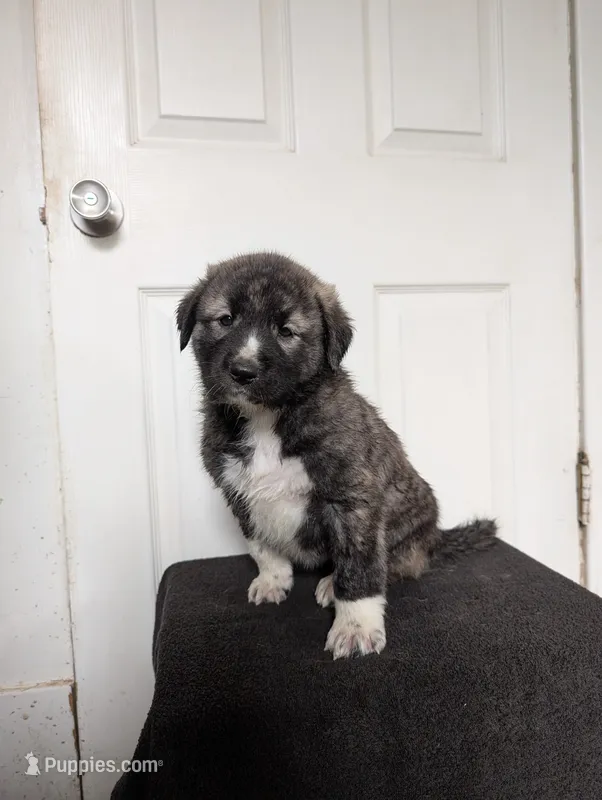 Anatolian/Pyrenees  – Anatolian Shepherd Dog, Great Pyrenees puppy for sale in Pueblo, CO