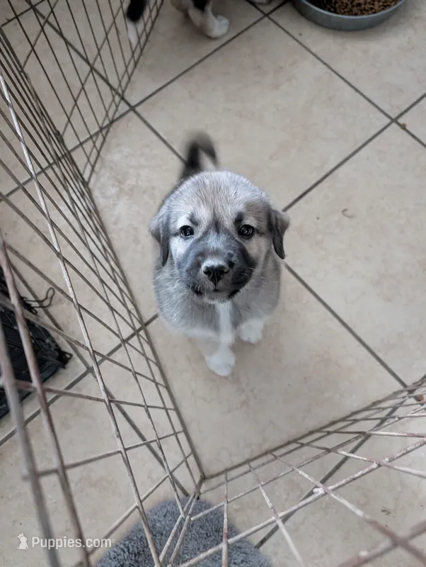 Anatolian/Pyrenees – Anatolian Shepherd Dog, Great Pyrenees puppy for sale in Pueblo, CO