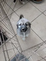 Anatolian/Pyrenees, a female Anatolian Shepherd Dog and Great Pyrenees for sale in Pueblo, CO – 1 of 5