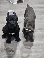 Logan , a male Cane Corso for sale in New Castle, DE – 3 of 3
