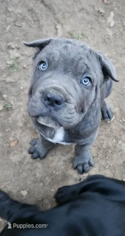 Luna – Cane Corso puppy for sale in New Castle, DE