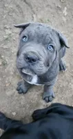 Luna, a female Cane Corso for sale in New Castle, DE – 1 of 4