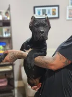 Logan , a male Cane Corso for sale in New Castle, DE – 2 of 3