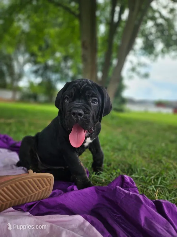 Bruno  – Cane Corso puppy for sale in New Castle, DE