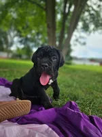 Bruno , a male Cane Corso for sale in New Castle, DE – 1 of 3
